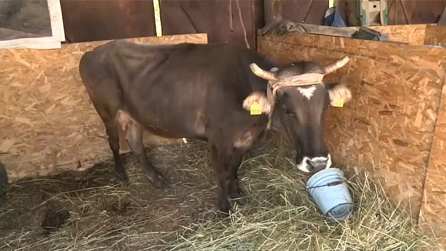 Avrupa Birliği sınırlarını terk eden inek Penka'nın hayatı kurtuldu