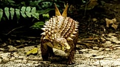Une nouvelle espèce de dinosaure découverte au Mexique 