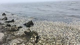 Массовая гибель сельди на Сахалине