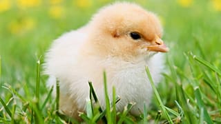 Aus Wegwerf-Eiern: Küken schlüpfen auf Müllkippe in Georgien