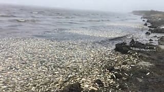 Massensterben von Heringen auf Russlands Sachalin-Insel