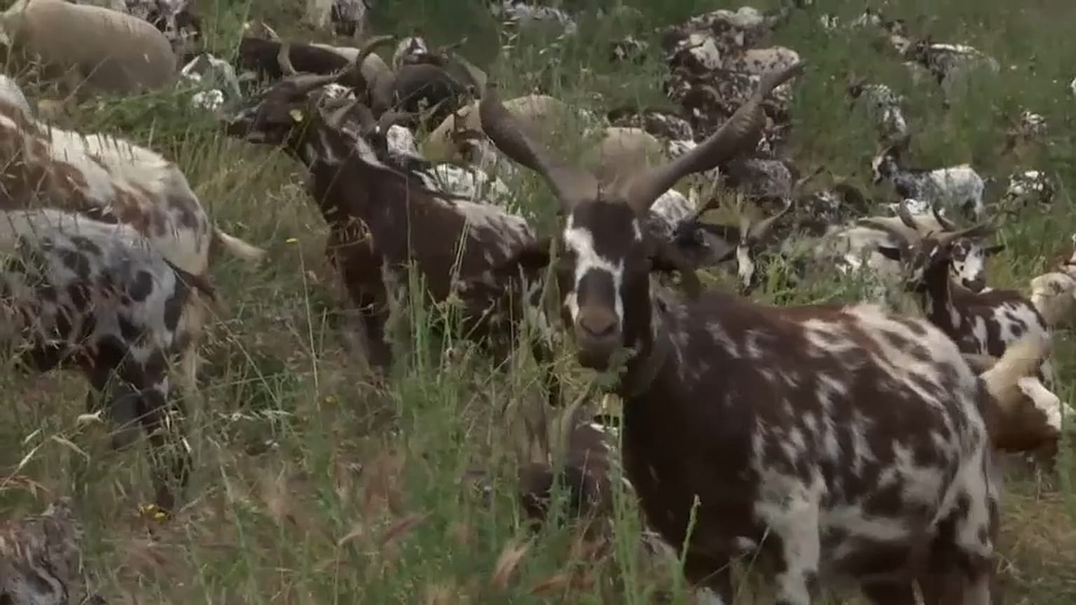 "Cabras sapadoras" são aliadas dos bombeiros em Portugal