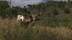 Firefighting goat
