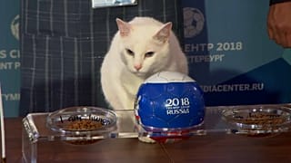 El gato Aquiles apuesta por Rusia en el Mundial