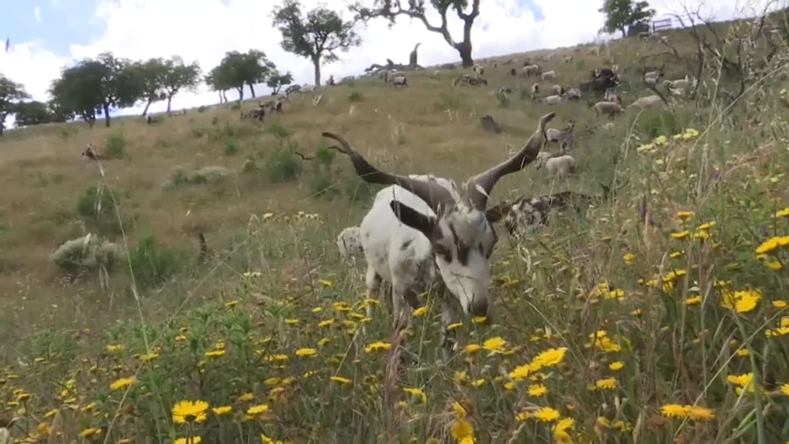 Las "cabras bombero" se estrenan en Portugal 