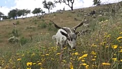Las "cabras bombero" se estrenan en Portugal 
