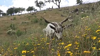 Las "cabras bombero" se estrenan en Portugal