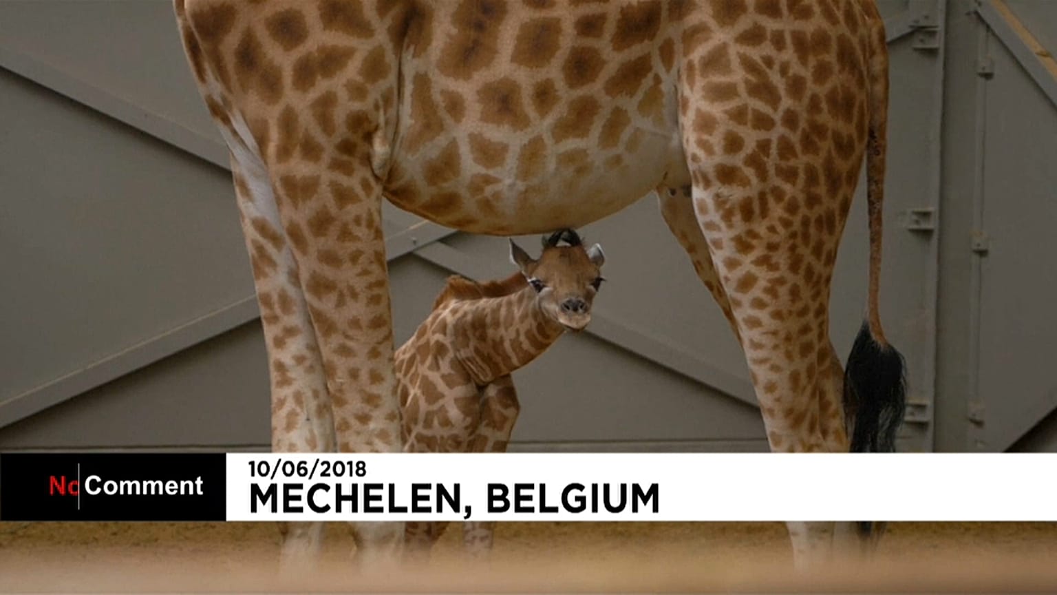 Belgique : Barbie la girafe a donné naissance à un petit Twiga