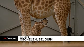 Belgique : Barbie la girafe a donné naissance à un petit Twiga