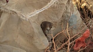 Yemen: l'ombra della catastrofe umanitaria