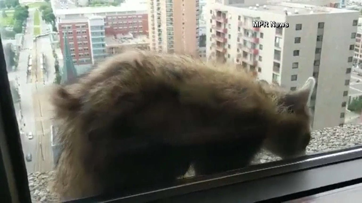 Waschbär klettert in Minnesota bis in den 25. Stock