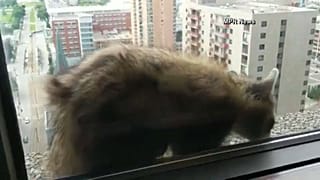 Waschbär klettert in Minnesota bis in den 25. Stock