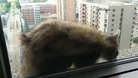 Waschbär klettert in Minnesota bis in den 25. Stock