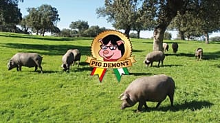 Andalusischer Schinken: Puigdemont fühlt sich als Schwein verunglimpft