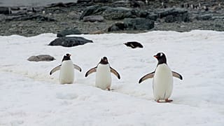 Der Lebensraum für Pinguine in der Antarktis schmilzt dahin.