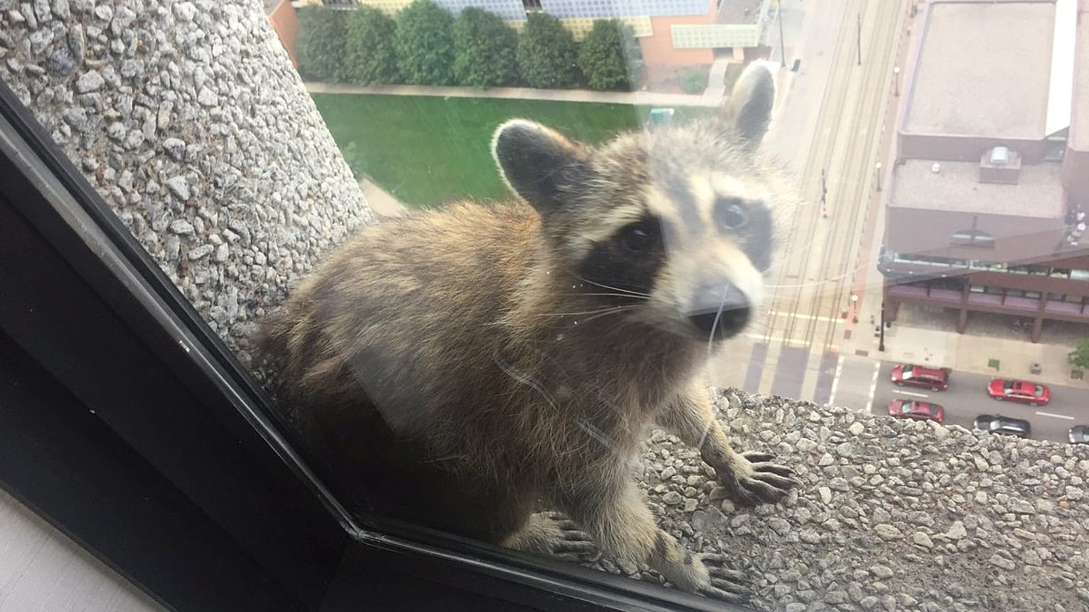 Quand un raton laveur se prend pour Spider-Man