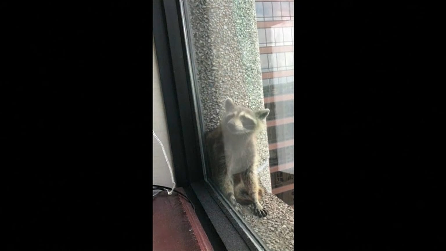 Un mapache escala un rascacielos y causa sensación en internet