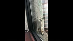 Un mapache escala un rascacielos y causa sensación en internet