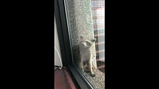 Un mapache escala un rascacielos y causa sensación en internet