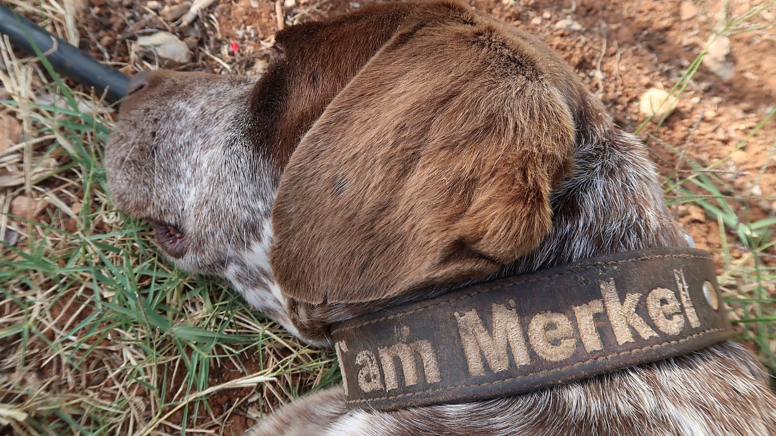Ein griechischer Hund namens "Merkel"