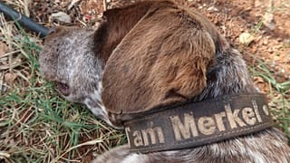 Ein griechischer Hund namens "Merkel"