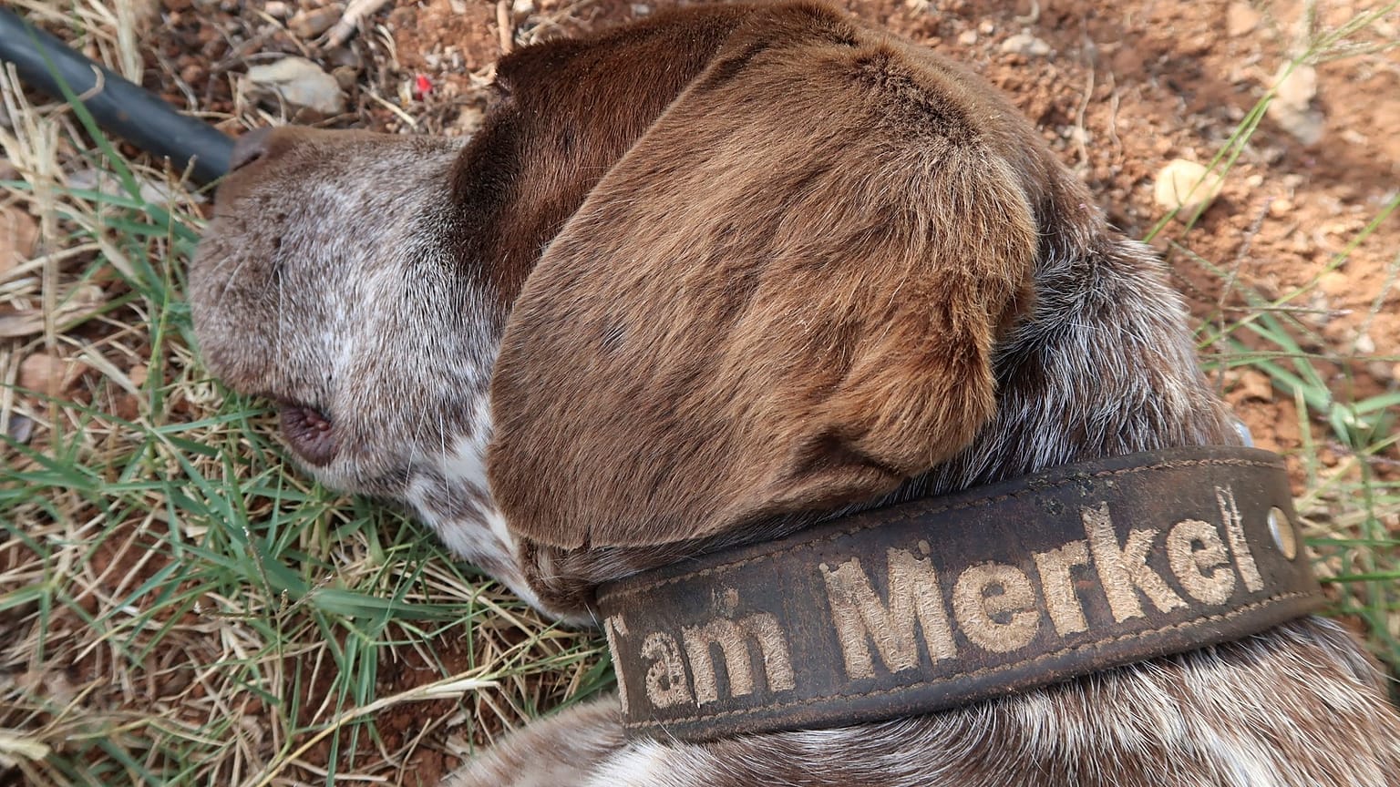 Yunanistan'da bir köpeğe Merkel ismi verildi