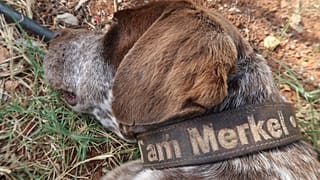 Yunanistan'da bir köpeğe Merkel ismi verildi