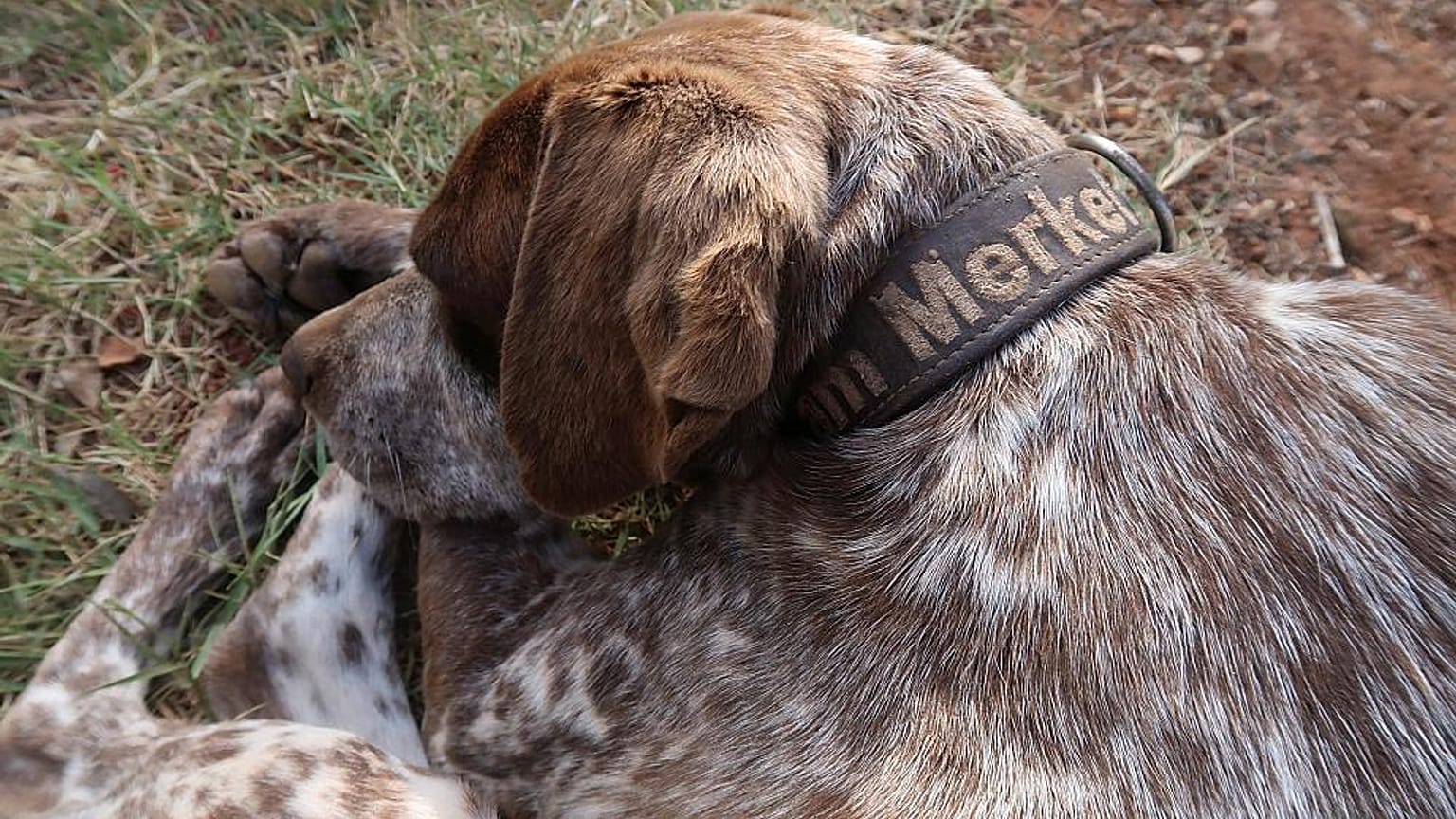 Perro en Grecia: "Me llamo Merkel"