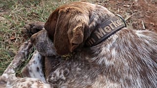 Perro en Grecia: "Me llamo Merkel"