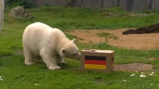 O urso polar Nika