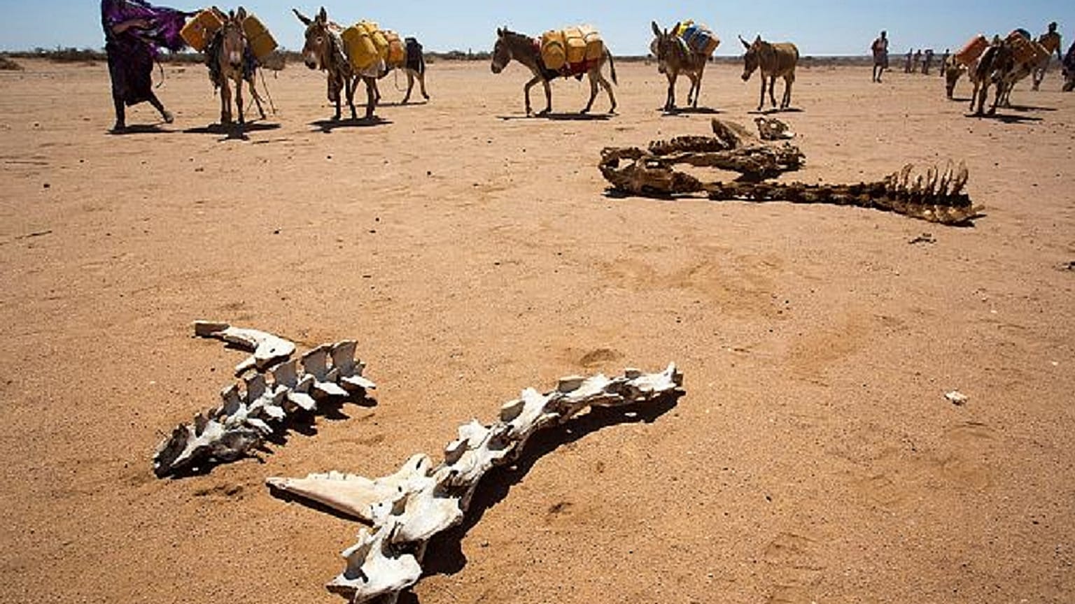 La razzia degli asini africani 