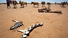 La razzia degli asini africani 