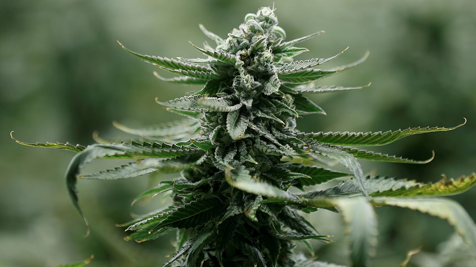 Portugal aprova canábis para fins medicinais