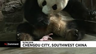Nace un panda en Chengdú City