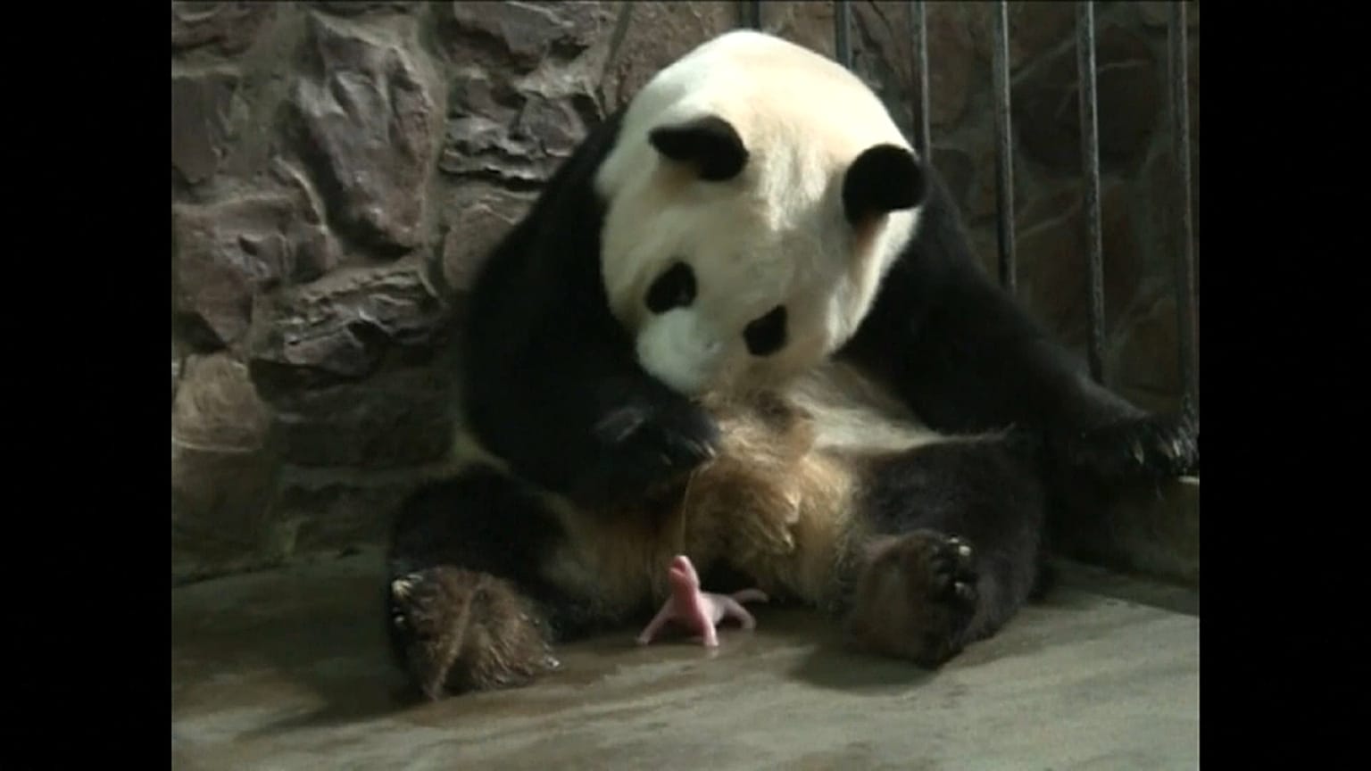 Male panda twins born in China