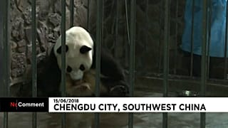 Cina: Aili, mamma panda dà alla luce due gemellini