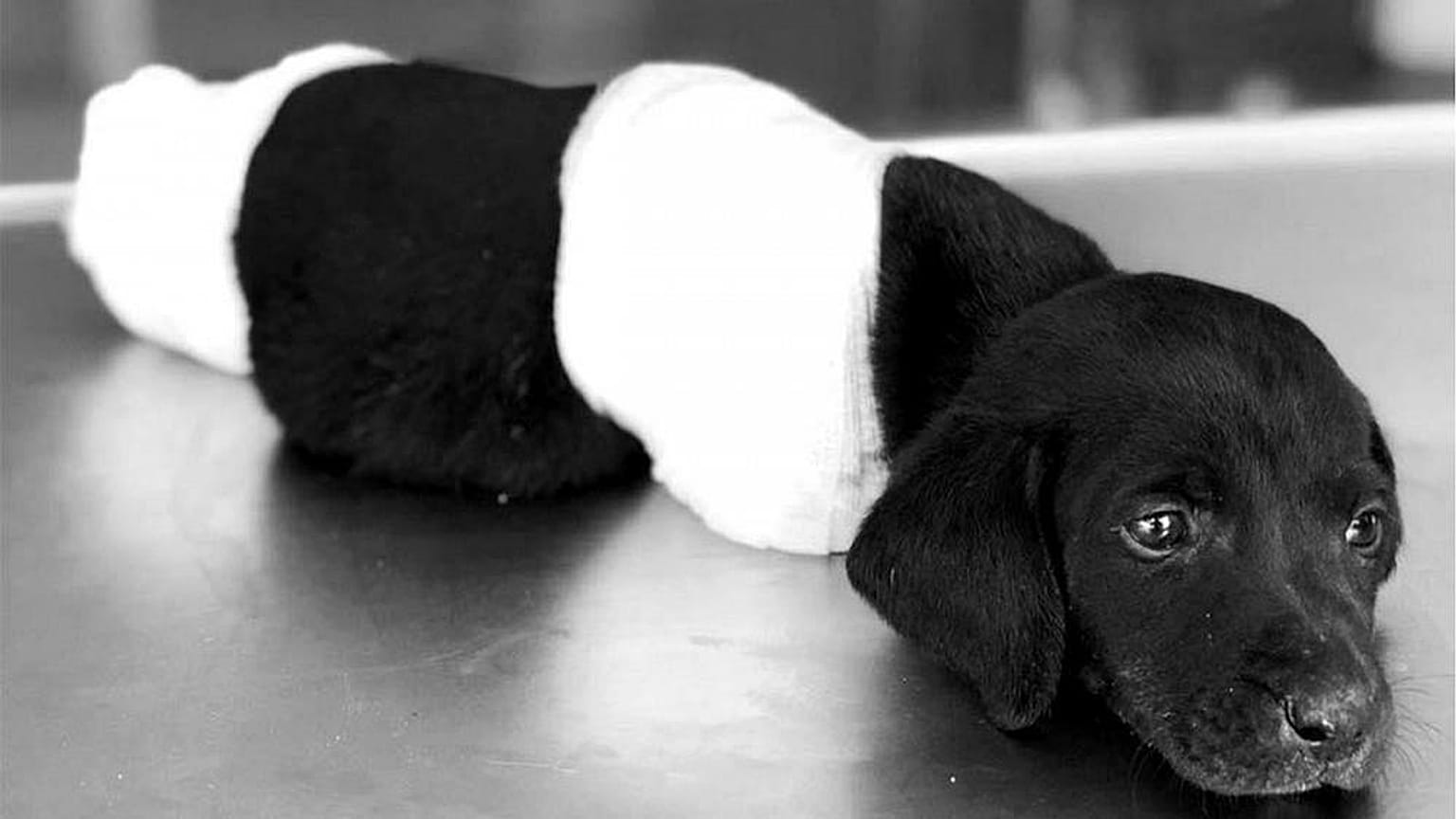 Patileri kesilen köpekle Suriyeli çocukları ilişkilendiren videoya açıklama 