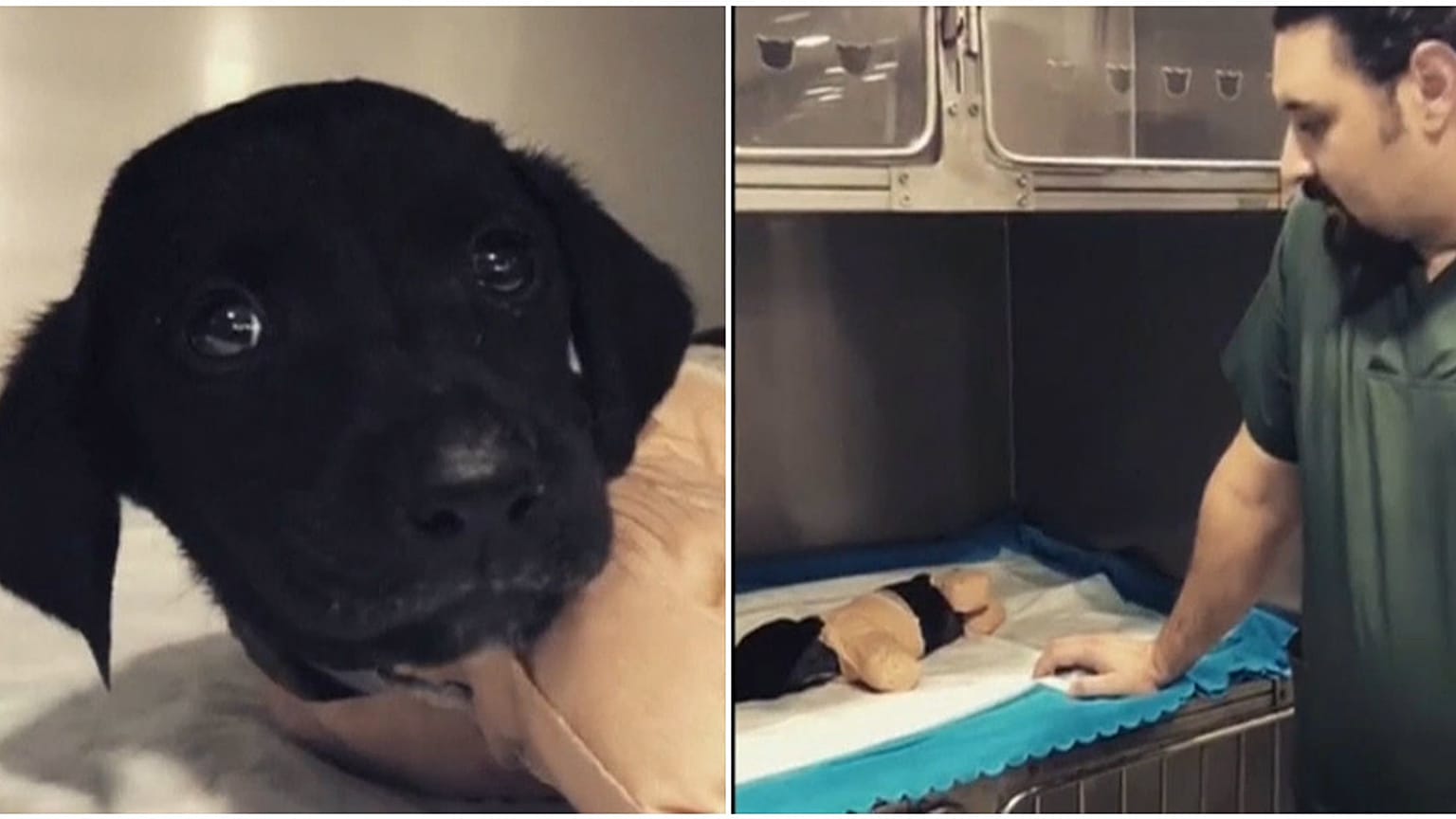 Bacakları kesilen yavru köpek, siyasetin gündemini de değiştirdi - VİDEO