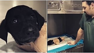 Bacakları kesilen yavru köpek, siyasetin gündemini de değiştirdi - VİDEO