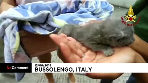 Trois adorables chatons sauvés par des pompiers italiens pleins de ressources