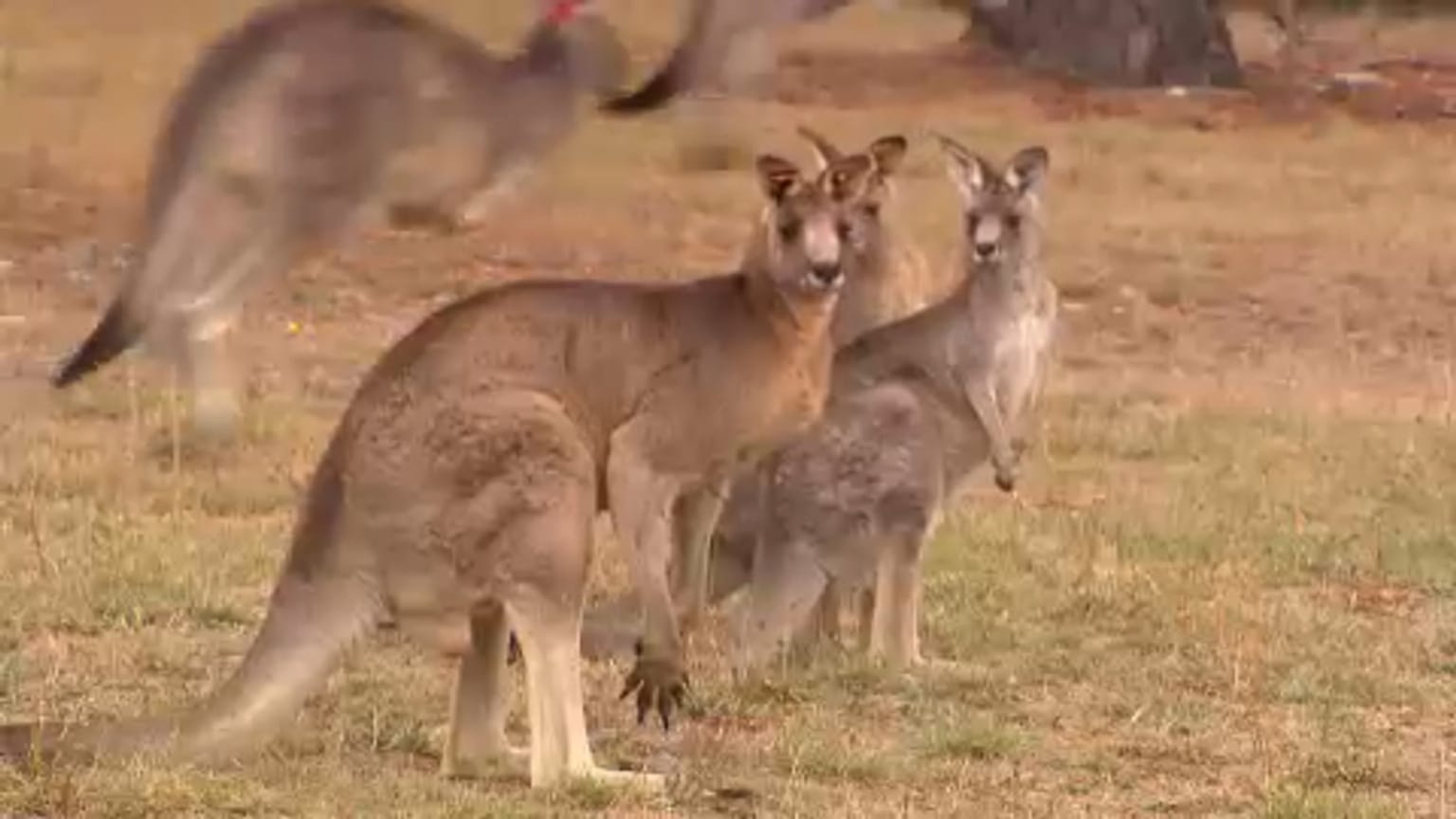 EU und Australien wollen Freihandelsabkommen