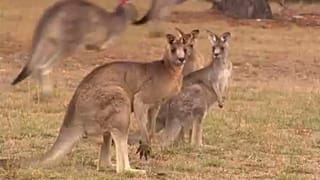 EU und Australien wollen Freihandelsabkommen