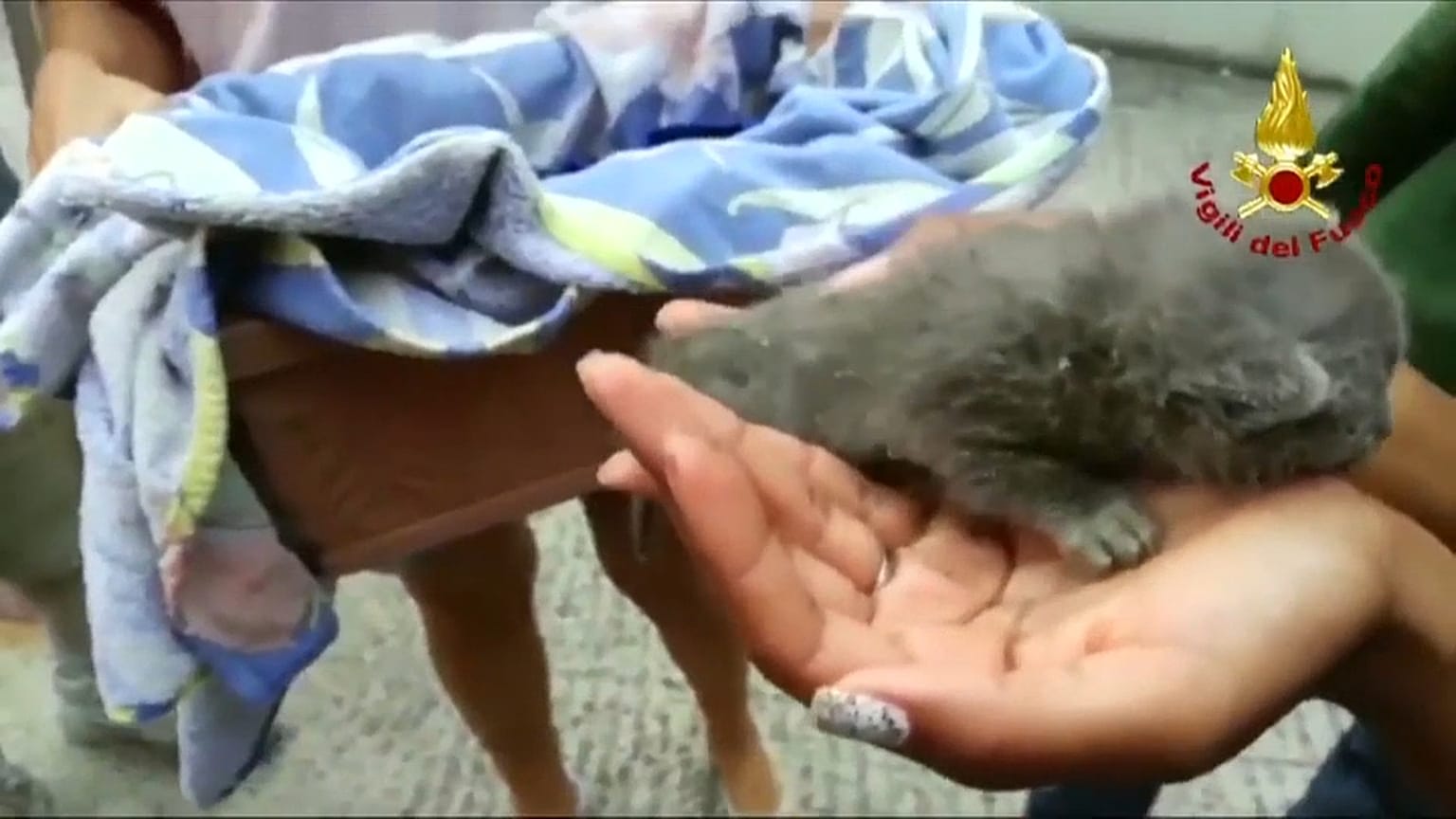 Bombeiros salvam gatos bebés presos num tubo com mais de um metro