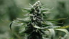 Canada : la légalisation du cannabis adoptée