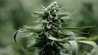 Canada : la légalisation du cannabis adoptée