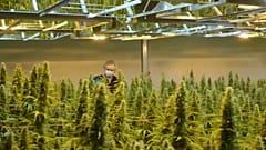 Канада на шаг ближе к легализации