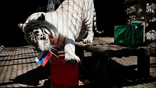 Котики — за Россию