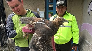 Vaste coup de filet contre le trafic d'animaux sauvages