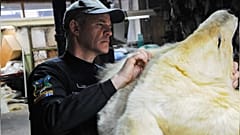 Tráfico de animales: cadáveres de osos polares, felinos y reptiles recuperados en una macroperación