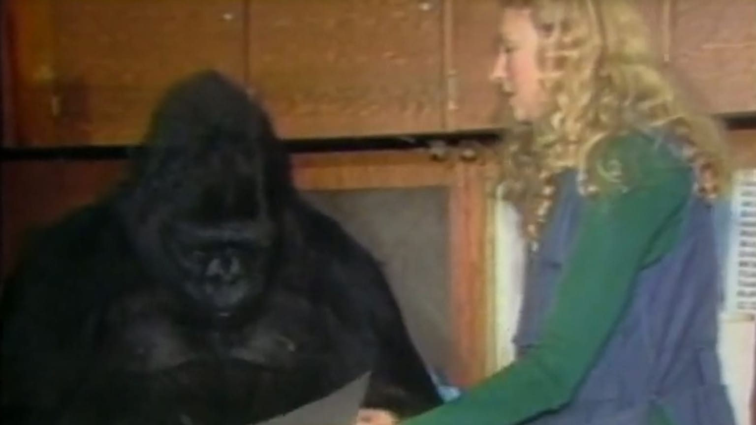 Koko the gorilla